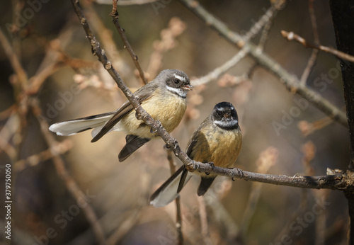 Two cute Fantail birds on a branch, New Zealand Piwakawaka photo