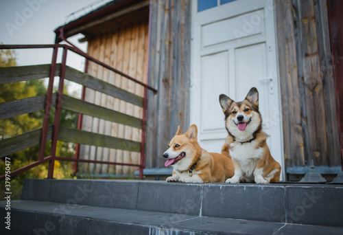 Photography two welsh corgi pembroke dogs sitting and guarding in front of the house