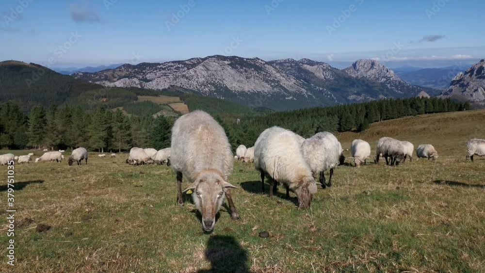 Flock of sheep grazing peacefully in Urkiola Flock of sheep grazing peacefully in Urkiola