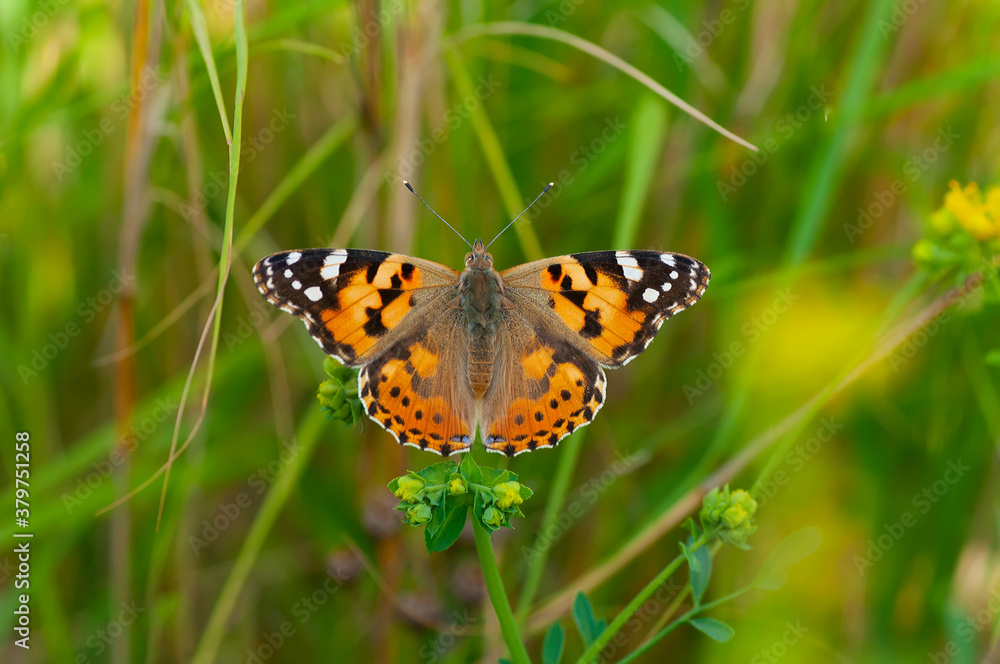 Obraz premium Macro shots, Beautiful nature scene. Closeup beautiful butterfly sitting on the flower in a summer garden.