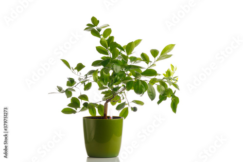 green tangerine tree in self watering planter pot, isolated on white