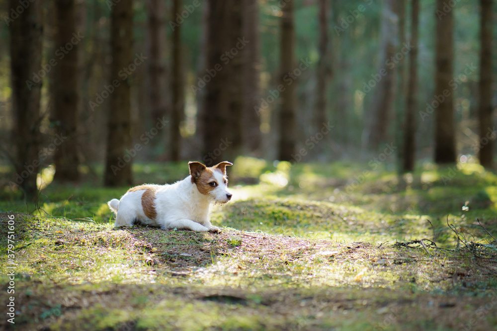 dog in the forest. small Jack Russell Terrier . Pet walk on nature