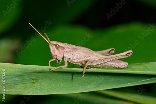 Große Goldschrecke (Chrysochraon dispar) - Weibchen / Large Gold Grasshopper, female photo