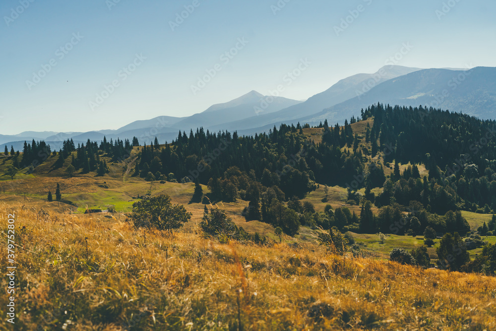 Obraz premium Mountain landscape. Yellow grass in the foreground, pine forest, and mountain peaks in the background. Diversity, depth, greatness of the mountains, autumn in the mountains. Calm, inspiration.
