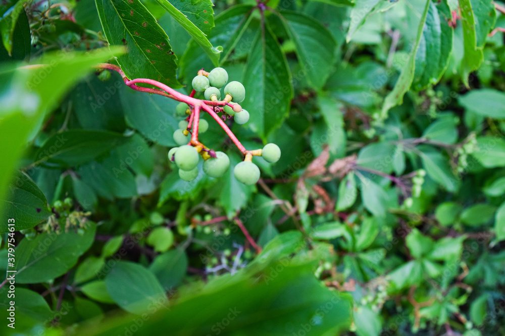 Fototapeta premium green berry