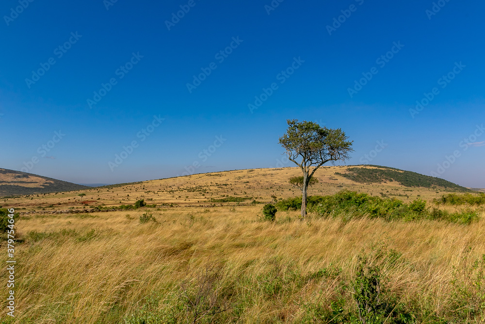 ケニアのマサイマラ国立保護区で見た、草原に生える木と雲一つない青空