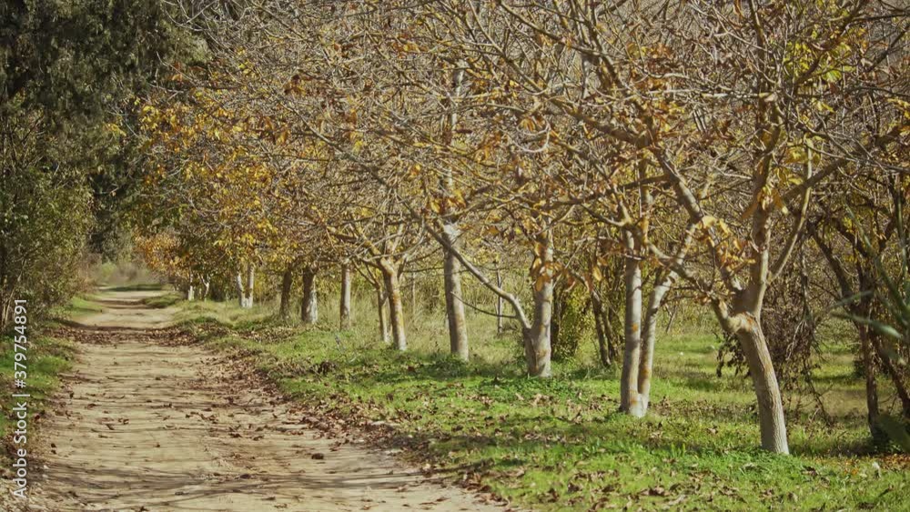 Trees in Autumn Trees in Autumn