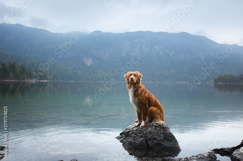 dog on a mountain lake . Nova Scotia Duck Tolling Retriever in water. travel with a pet