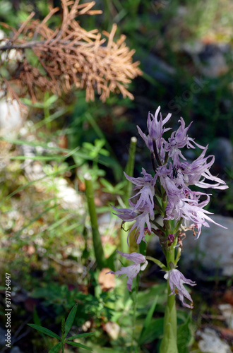 Naked man orchid ( Orchis italica ) photo