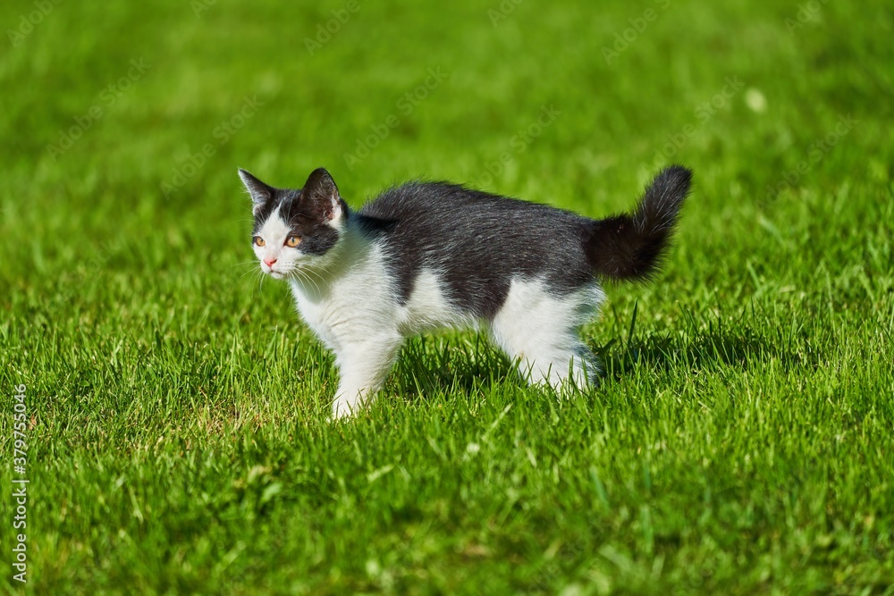 black and white kitten in the green grass black and white kitten in the green grass