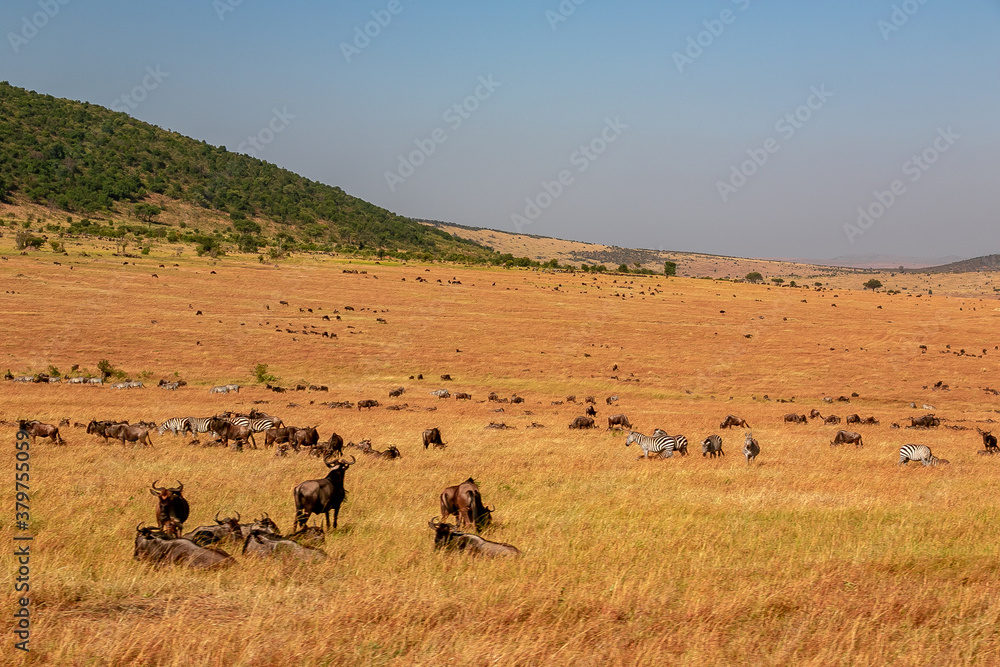 ケニアのマサイマラ国立保護区に広がる草原で見た、ヌーやシマウマの群れと青空