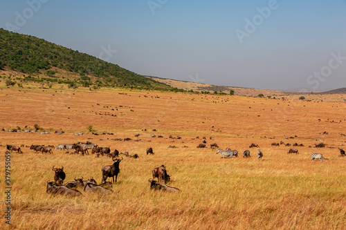 ケニアのマサイマラ国立保護区に広がる草原で見た、ヌーやシマウマの群れと青空 © 和紀 神谷
