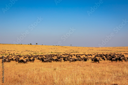 ケニアのマサイマラ国立保護区で見かけた、草原にいるヌーの大群と青空