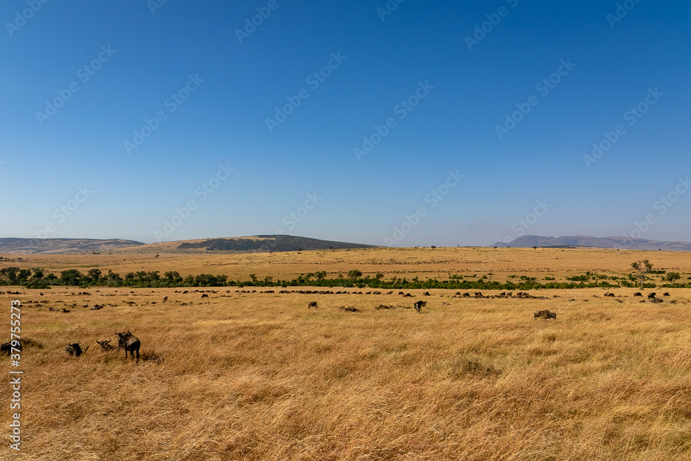 ケニアのマサイマラ国立保護区で見た、草原の中にいるヌーと青空