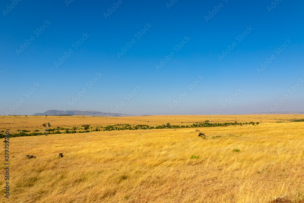 ケニアのマサイマラ国立保護区で見た、草原の中にいるヌーと青空