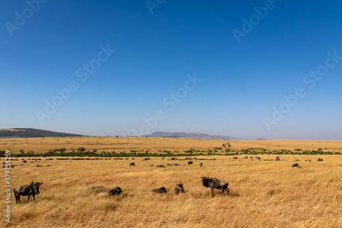 ケニアのマサイマラ国立保護区で見た、草原の中にいるヌーと青空 © 和紀 神谷