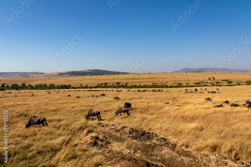 ケニアのマサイマラ国立保護区で見た、草原の中にいるヌーと青空 © 和紀 神谷