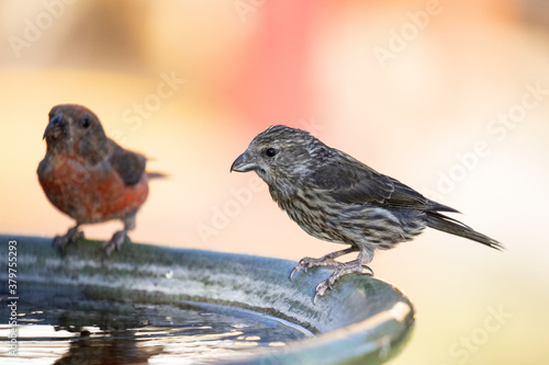 wild bird