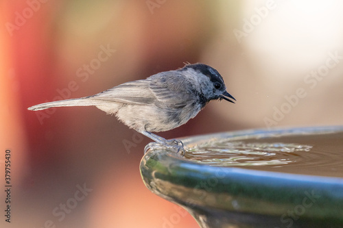 Nuthatch