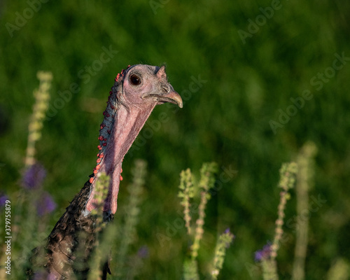 wild turkey head