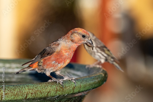 crossbill bird