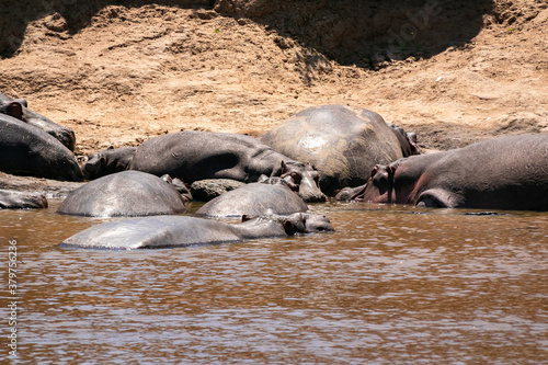 ケニア・マサイマラ国立保護区の川で見かけた、水辺の側で休むカバの群れ