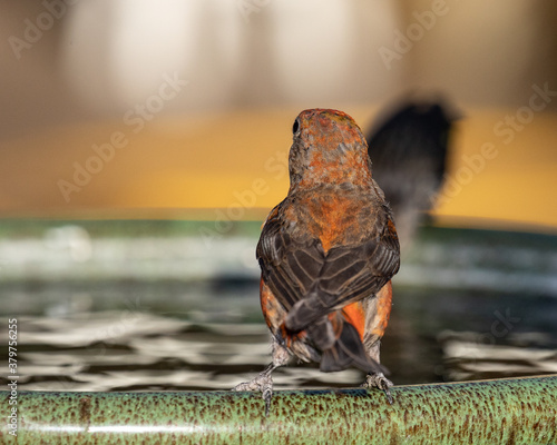 crossbill bird