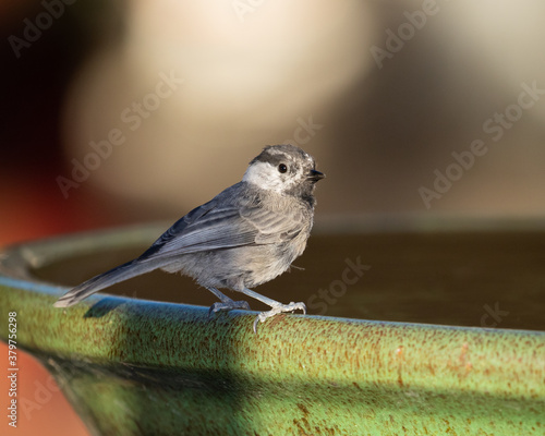 wild bird