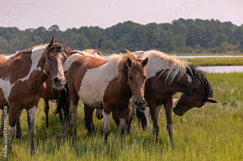 Wild Chincoteague Ponies, Chincoteague Island, Virginia, USA © Tatiana