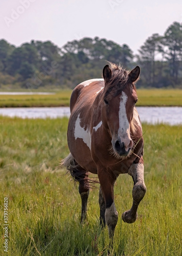 Wild Chincoteague Ponies, Chincoteague Island, Virginia, USA