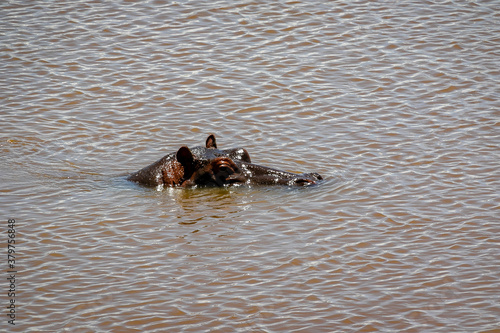 ケニア・マサイマラ国立保護区の水辺で見かけた、川から顔を出すカバ
