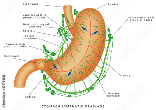 Lymphatic drainage of the stomach. Human Anatomy - Stomach Nodes Anatomy. Stomach Lymphatic system Lymph node Lymphatic vessel
