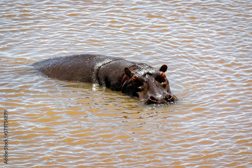 ケニア・マサイマラ国立保護区の水辺で見かけた、川から顔と体を出すカバ