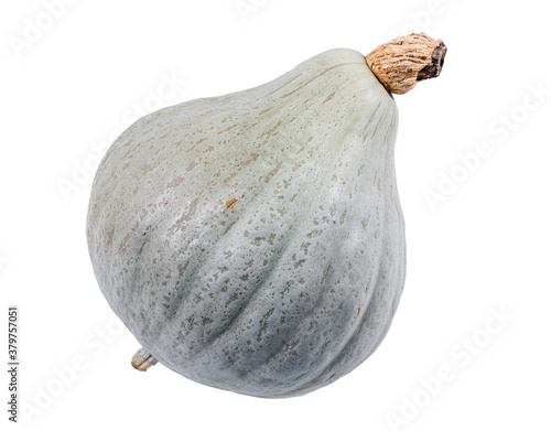 blue hubbard squash isolated over white background
