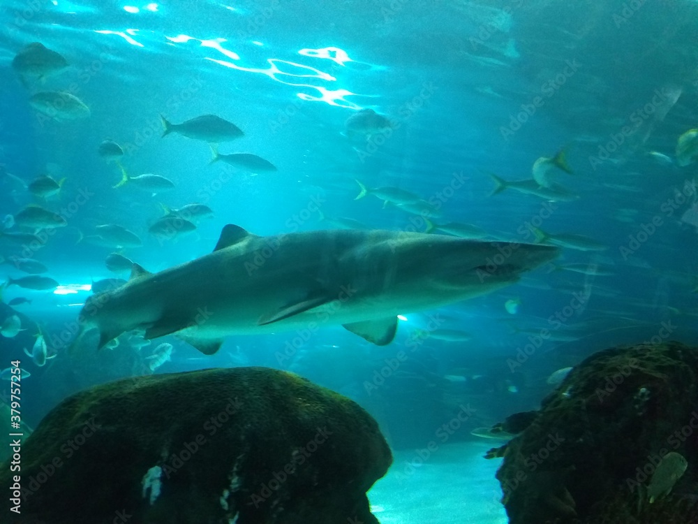 Fototapeta premium shark underwater