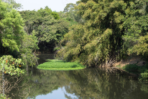 Tropical river nature green calm river with dense vegetation and water with reflection