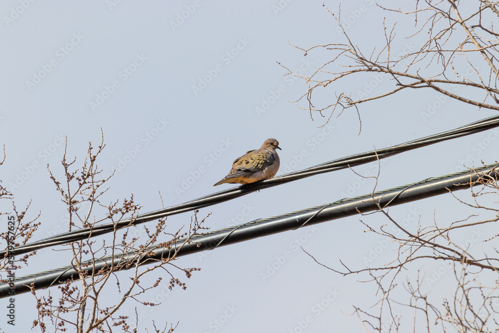 pigeon sitting on a wire