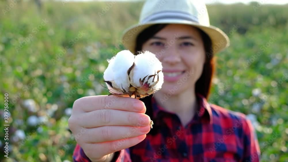 Cotton harvesting. Female harvester working in blooming cotton field Cotton harvesting. Female harvester working in blooming cotton field