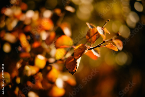leaf and tree in Autum season