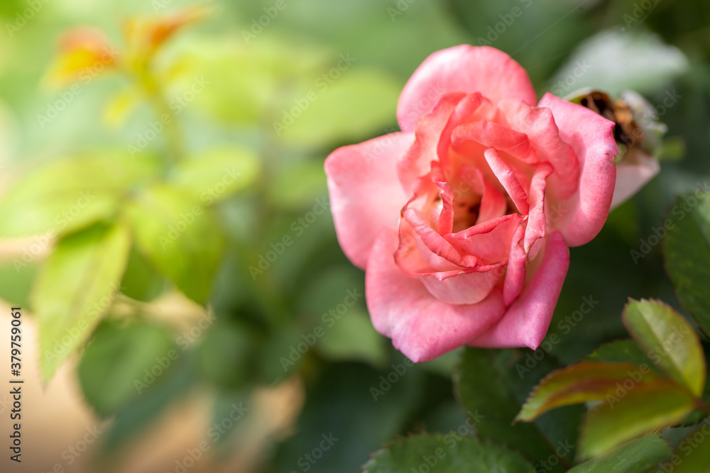 Obraz premium Roses in the garden