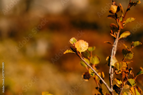 leaf and tree in Autum season in beautiful goldenhour light