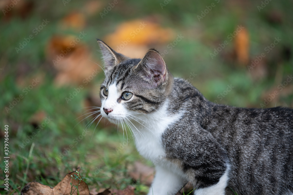 Cute tabby kitten in leaf covered yard