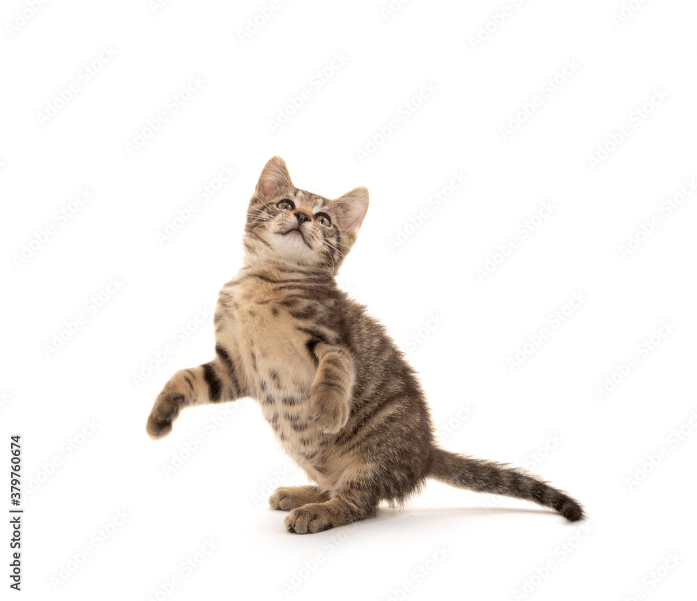 Cute tabby kitten playing on white