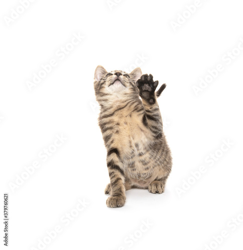 Cute tabby kitten playing on white