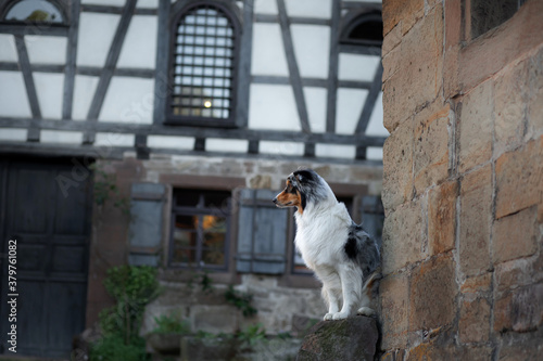 dog in european city, architecture background. Marble Australian Shepherd