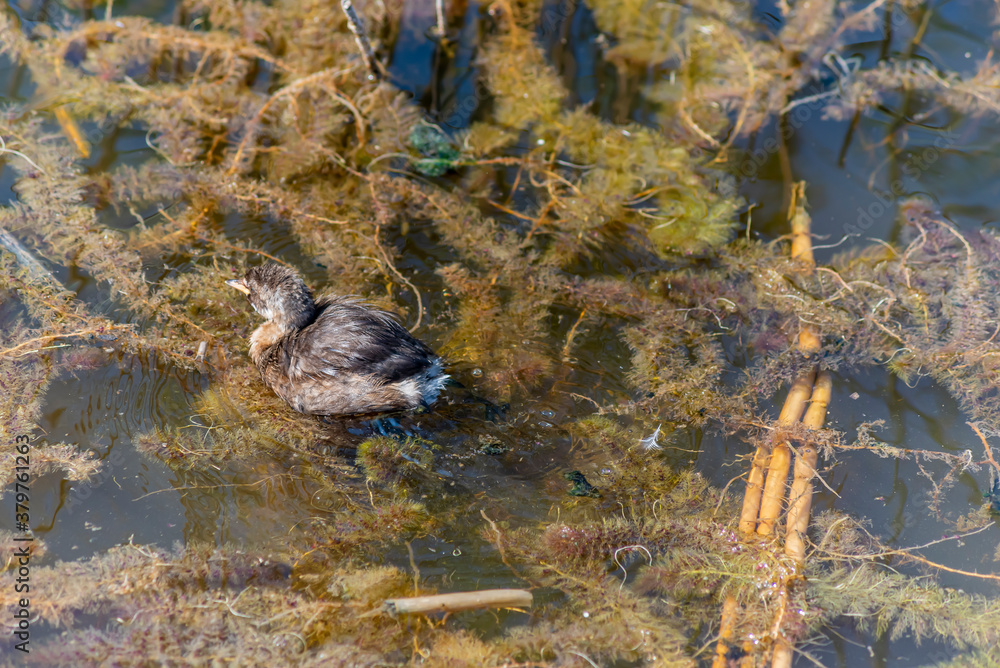 The Little Grebe (Tachybaptus ruficollis), also known as Dabchick, is a member of the grebe family of water birds. Feeding chicks. The Little Grebe (Tachybaptus ruficollis), also known as Dabchick, is a member of the grebe family of water birds. Feeding chicks.