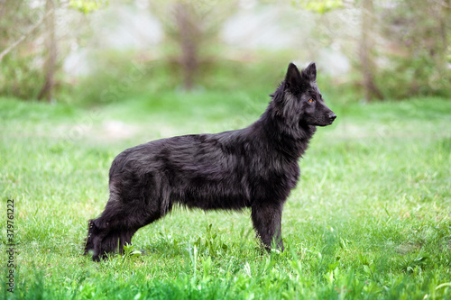 Black haired sheepdog standing in profile in the exterior rack on a neutral light background in garden