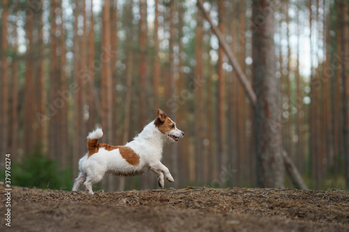 red and white dog runs in a pine forest. little active jack russell plays in nature. 