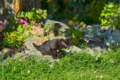 little black kitten curiously sniffs a clover blossom © T_Star