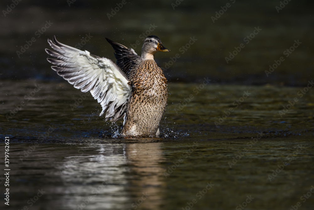 Female Mallard Splashing Water With Open Wings Female Mallard Splashing Water With Open Wings